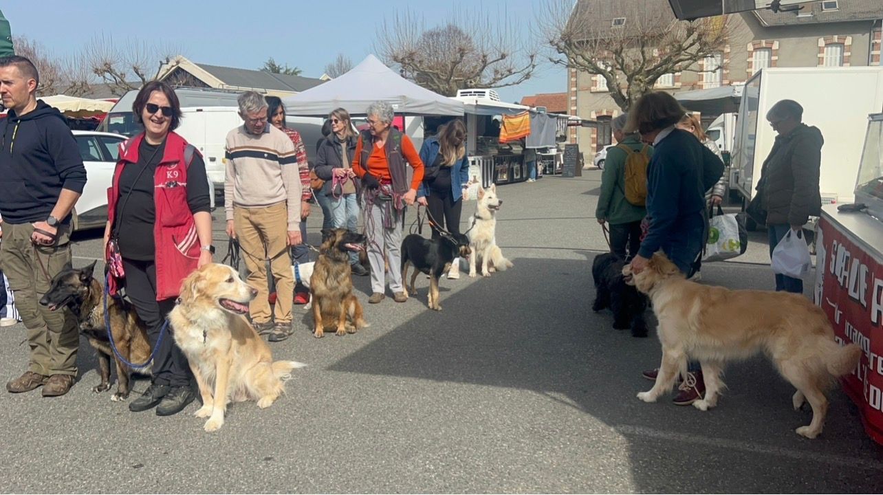Cours collectif d'éducation canine