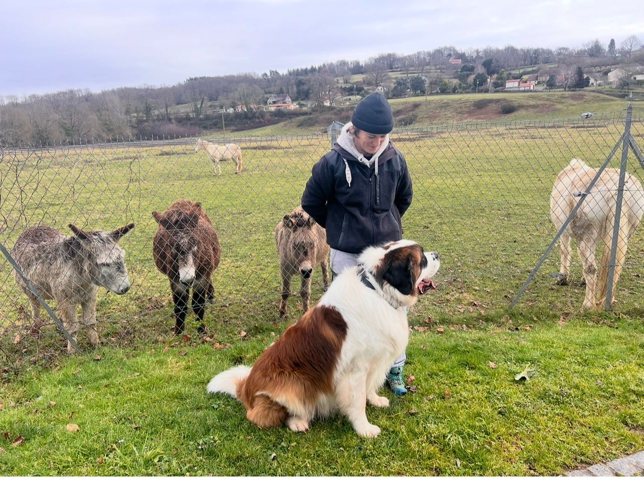 Une personne agenouillée avec un chien dans un champ herbeux, à côté de trois chèvres et d'un autre chien
