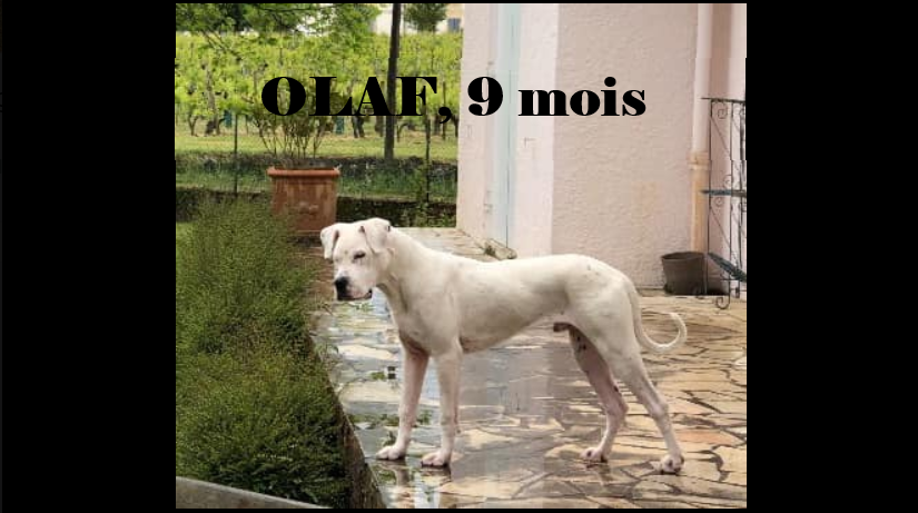 Olaf - dogue argentin
