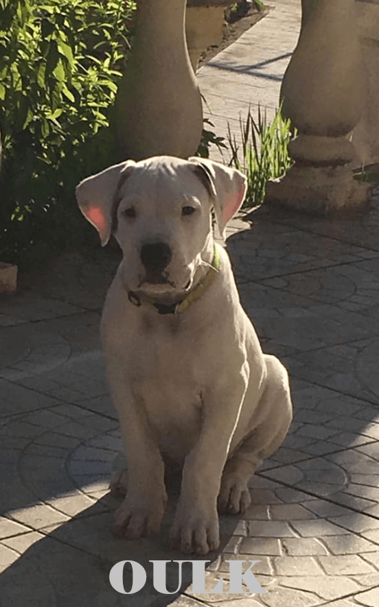 Oulk - dogue argentin