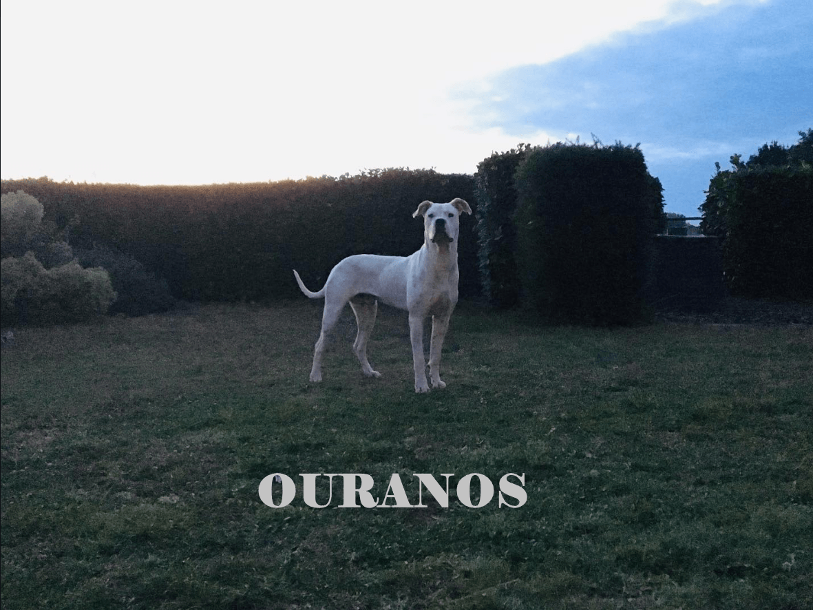 Ouranos - dogue argentin