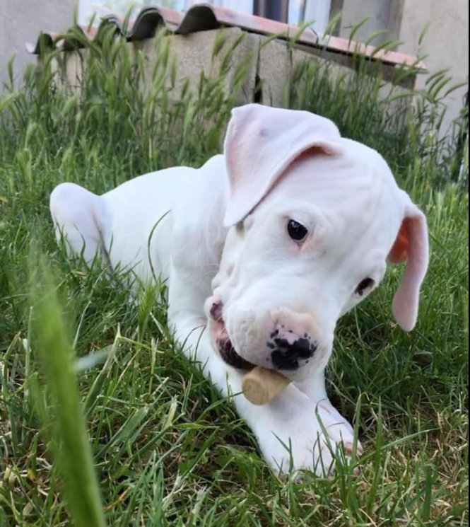 Pogo - dogue argentin