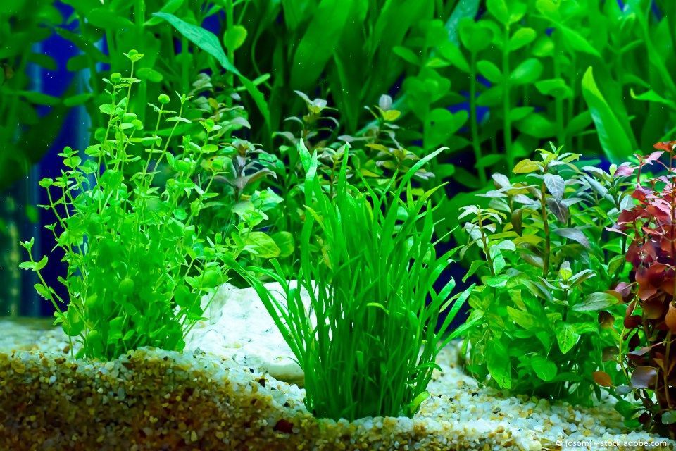 Baumschule Engelhardt