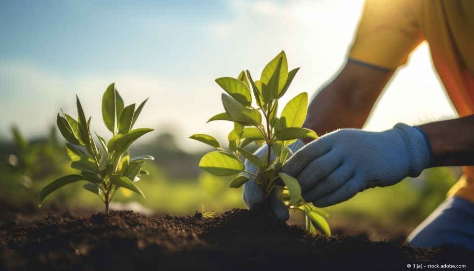 Baumpflanzung