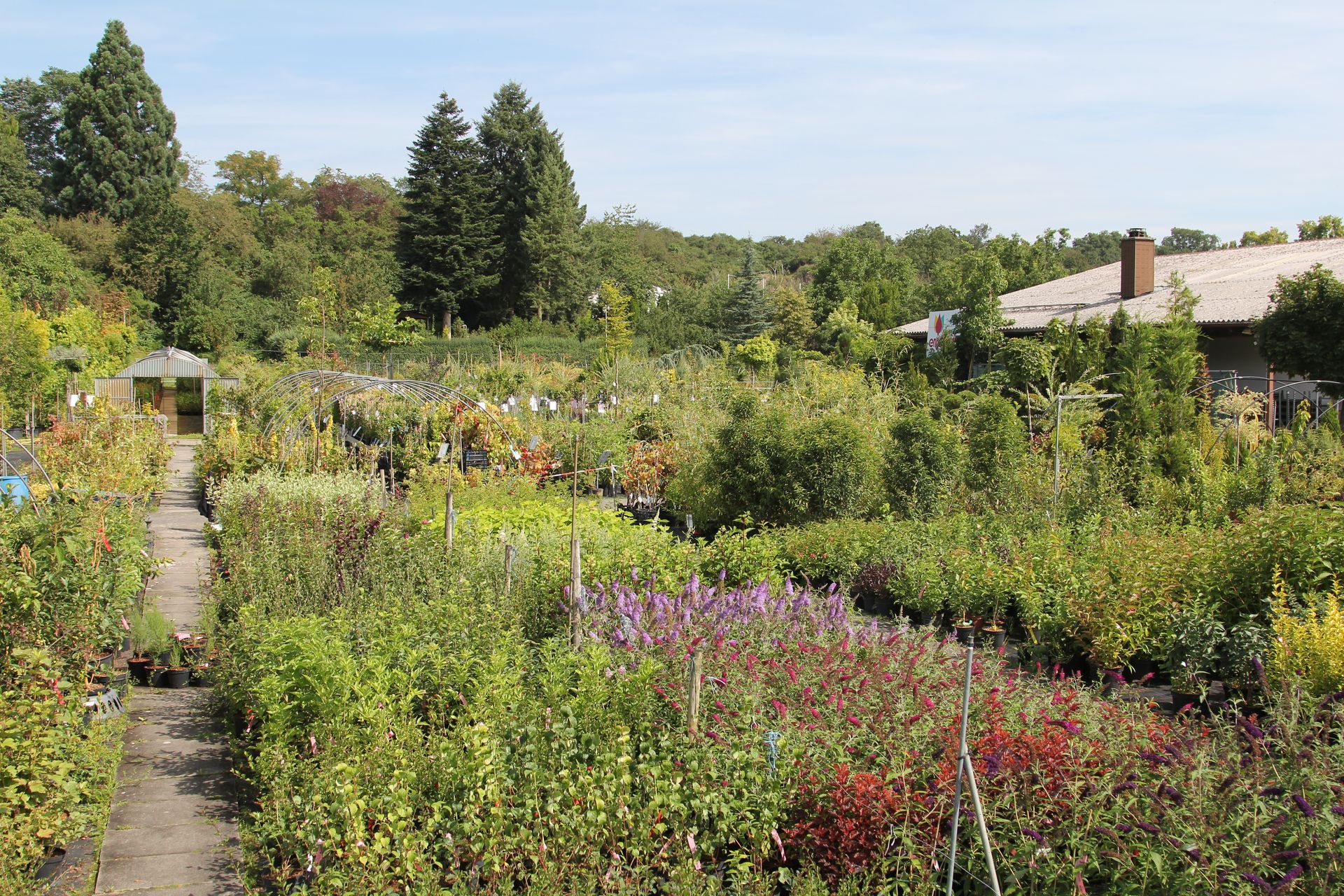 Landschaft mit sträuchern