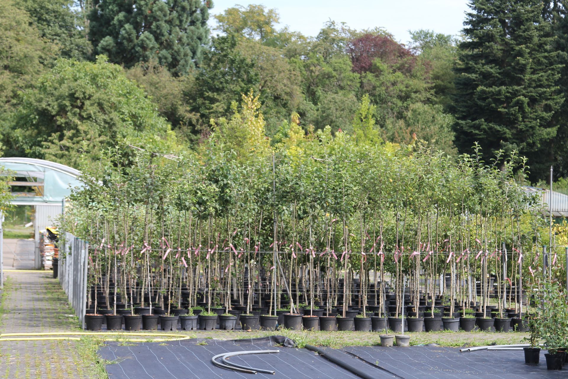 Baumschule Engelhardt