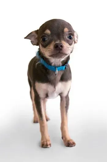 Ein kleiner braun-weißer Chihuahua mit blauem Halsband steht auf einem weißen Hintergrund.