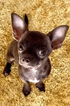 Ein kleiner schwarzer Chihuahua blickt auf einem gelben Teppich in die Kamera.