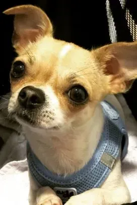 Ein kleiner Chihuahua mit einem blauen Geschirr liegt auf einem Bett.