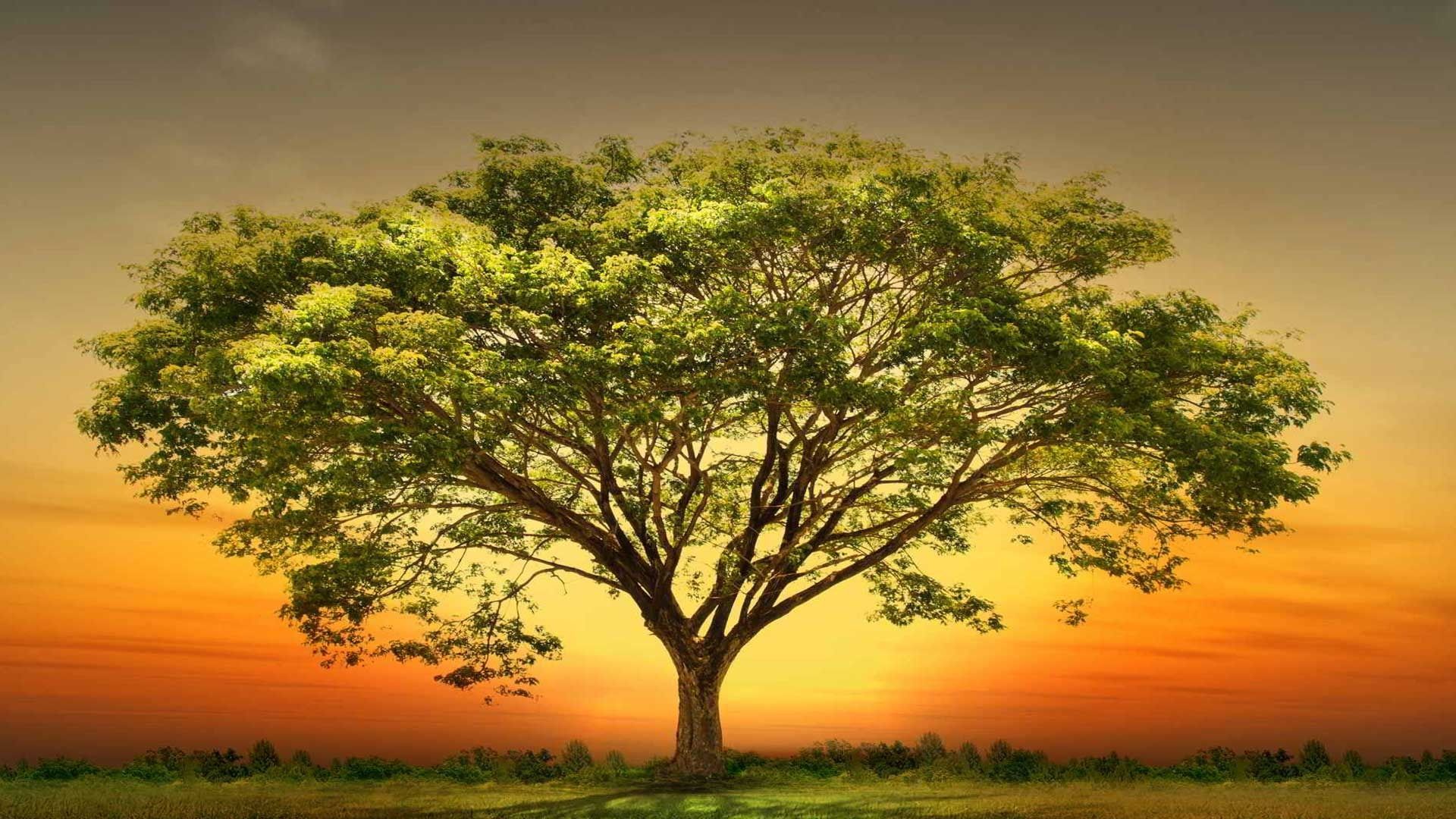 Un árbol en un campo con una puesta de sol al fondo.