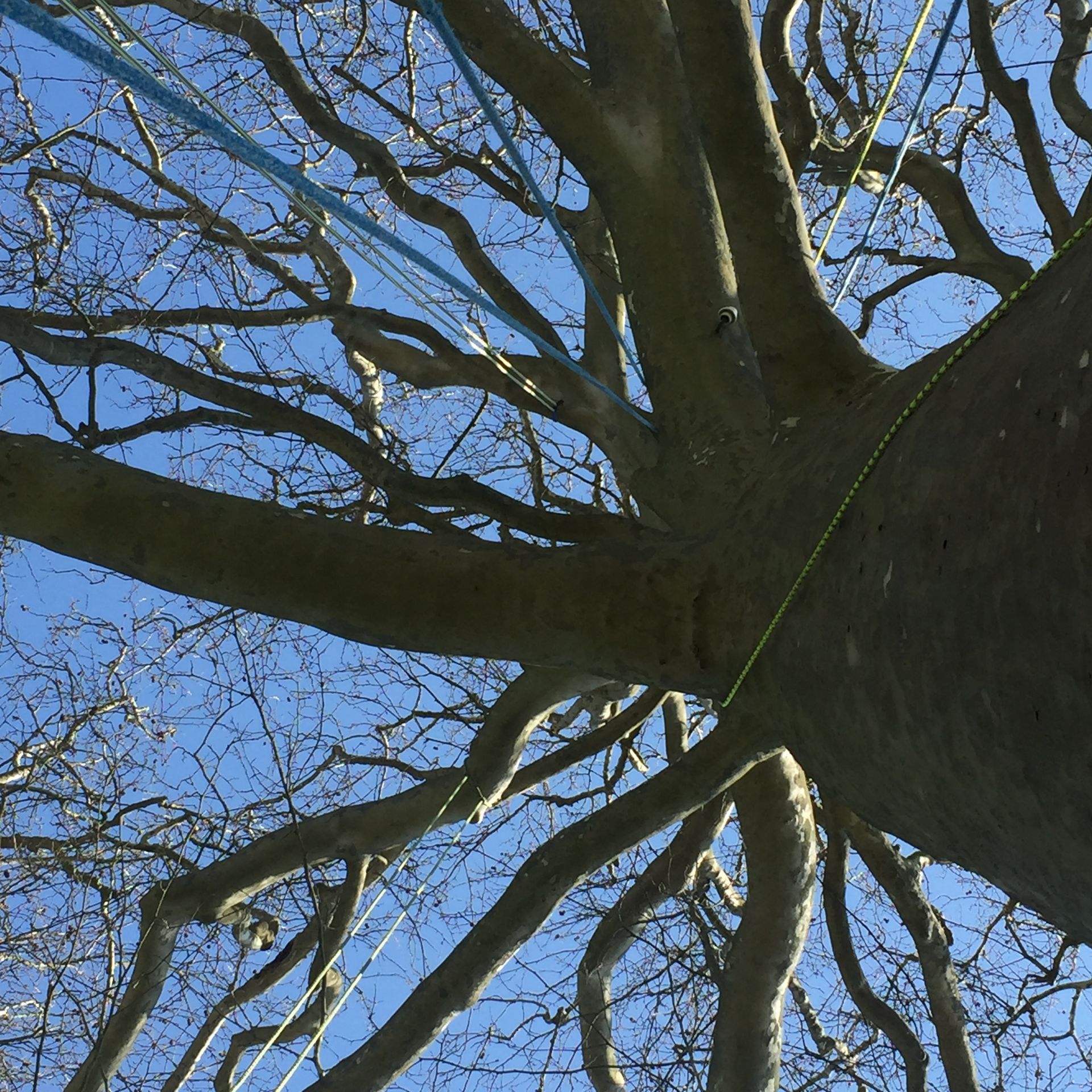 Un arbre vu du dessous