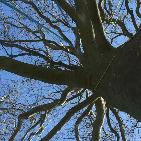 Un arbre vu du dessous