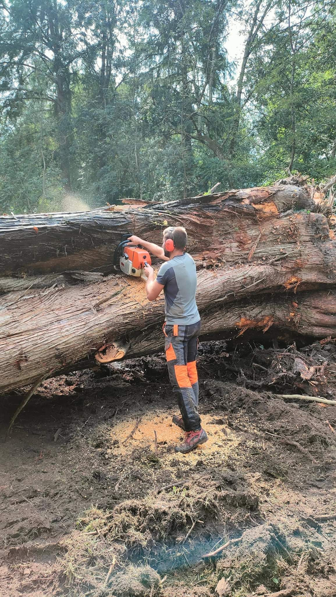 Un arbre en train de se faire couper