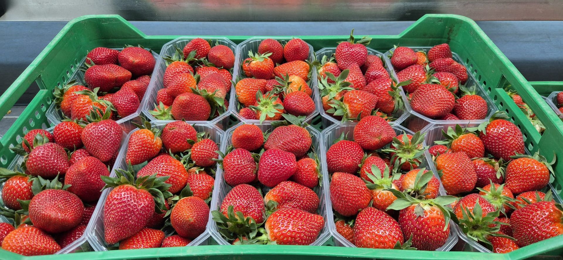 Fresas en recipientes de plástico transparente dentro de una caja verde.