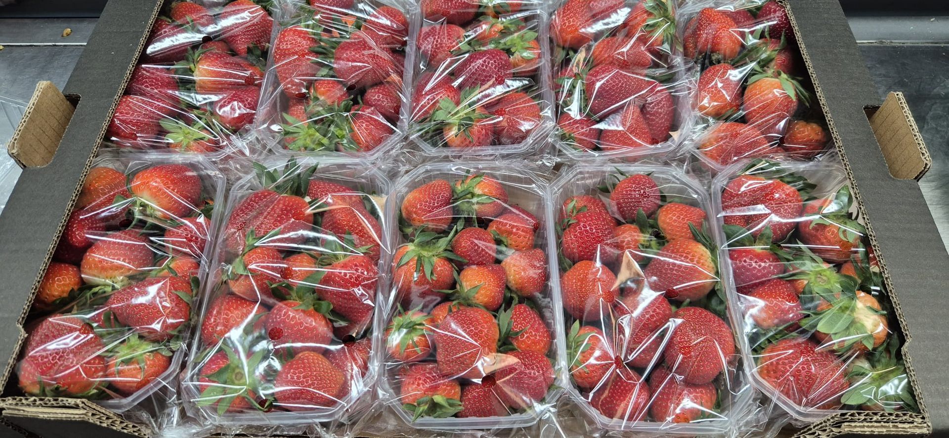 Una caja de cartón llena de envases de plástico de fresas frescas.