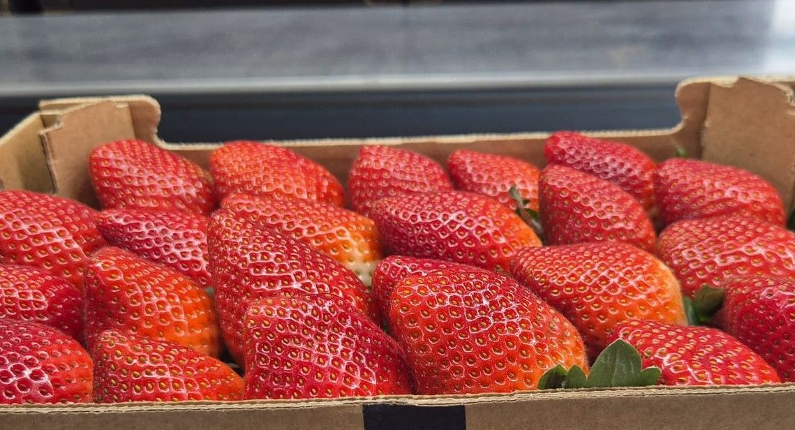 Primer plano de una bandeja de cartón llena de fresas rojas maduras.