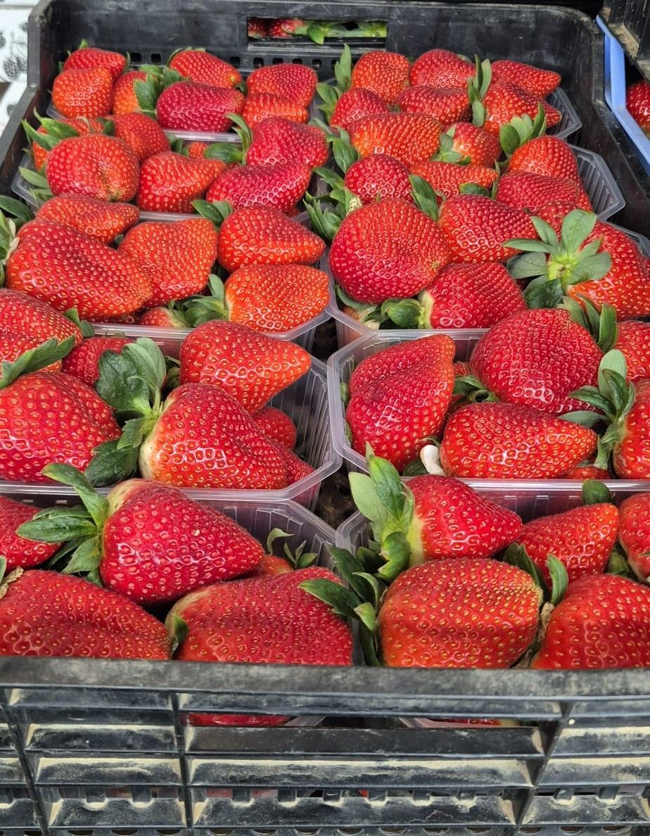 Caja de fresas rojas maduras, algunas en recipientes de plástico transparente, con hojas verdes visibles.