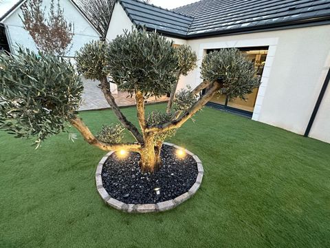 Un arbre devrant une maison.