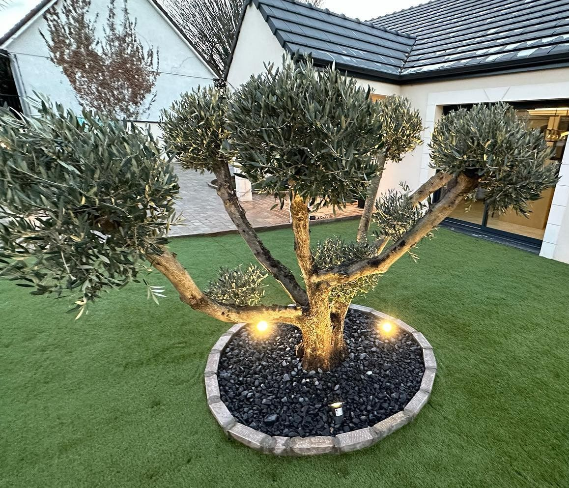 Un arbre et deux lumières.