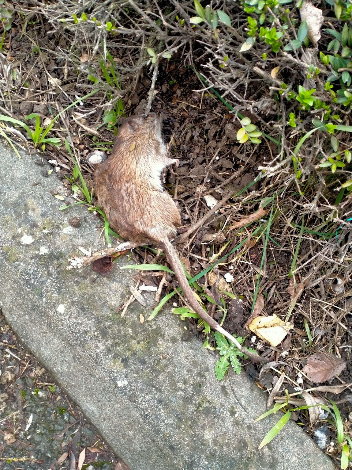 Rat mort dans l'herbe