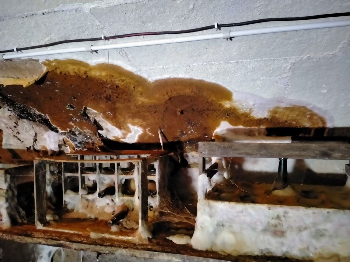 Champignon marron et blanc en train de se créer sur mur d'une cave