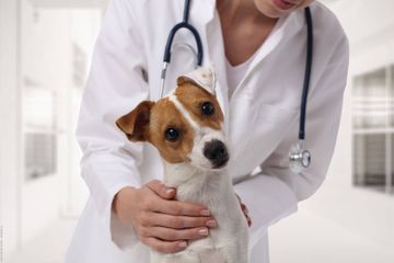 Willkommen bei der Kleintierpraxis Regensburgvon Dr. med. vet. Malle ... | Margaretenstraße 16 | 93047 Regensburg | Telefon: 0941.57510 | Telefax 0941.53061 | Gesundes Tier. Glücklicher Mensch.