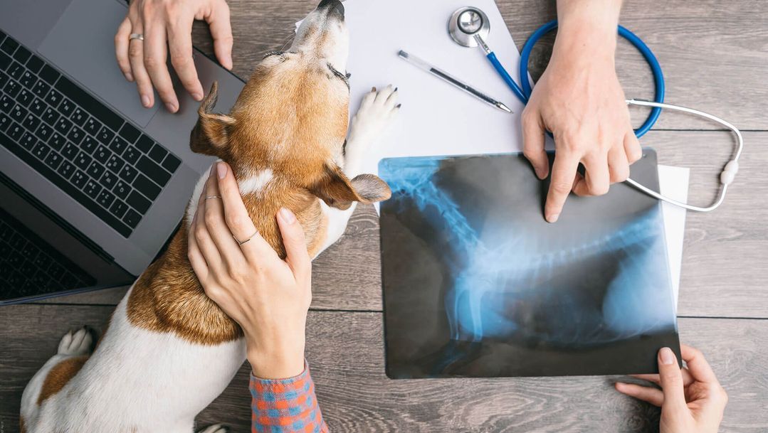 Willkommen bei der Kleintierpraxis Regensburgvon Dr. med. vet. Malle ... | Margaretenstraße 16 | 93047 Regensburg | Telefon: 0941.57510 | Telefax 0941.53061 | Gesundes Tier. Glücklicher Mensch.