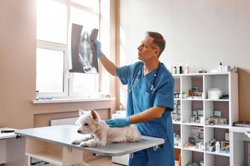 Willkommen bei der Kleintierpraxis Regensburgvon Dr. med. vet. Malle ... | Margaretenstraße 16 | 93047 Regensburg | Telefon: 0941.57510 | Telefax 0941.53061 | Gesundes Tier. Glücklicher Mensch.