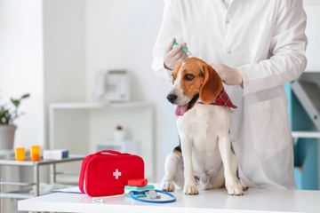 Willkommen bei der Kleintierpraxis Regensburgvon Dr. med. vet. Malle ... | Margaretenstraße 16 | 93047 Regensburg | Telefon: 0941.57510 | Telefax 0941.53061 | Gesundes Tier. Glücklicher Mensch.