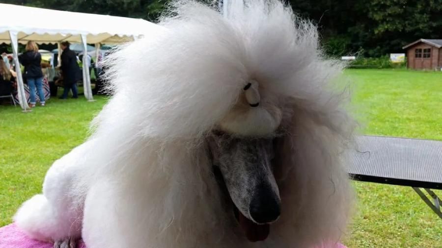 Großer weißer Pudel mit Haarbändern