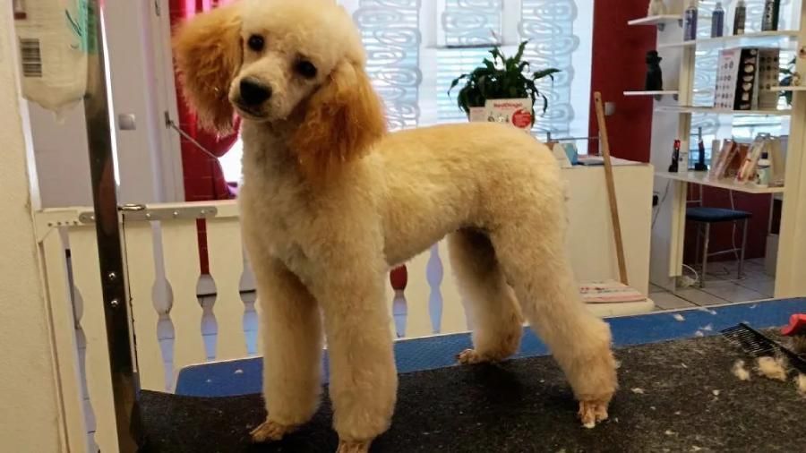 Frisch frisierter Hund mit Schnitt
