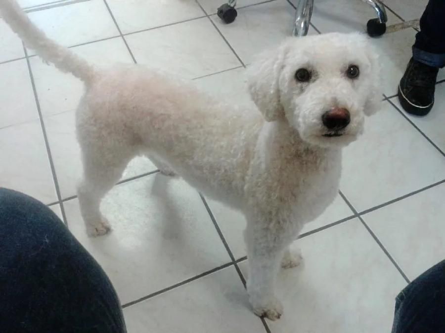 Weißer kleiner Hund mit frischem Schnitt