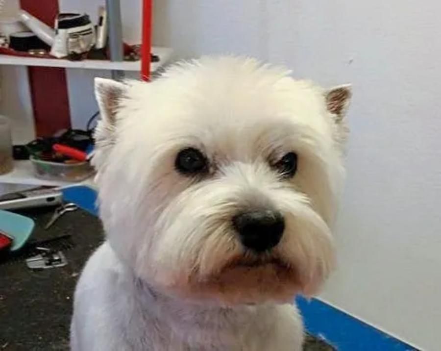Weißer kleiner Terrierkopf frisch frisiert