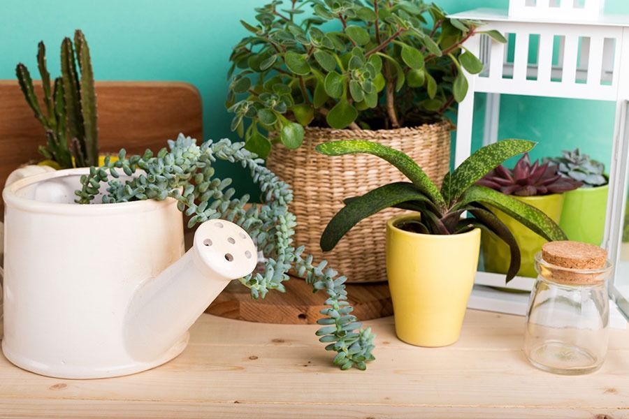 Una mesa cubierta con plantas en macetas, una regadera y un frasco.