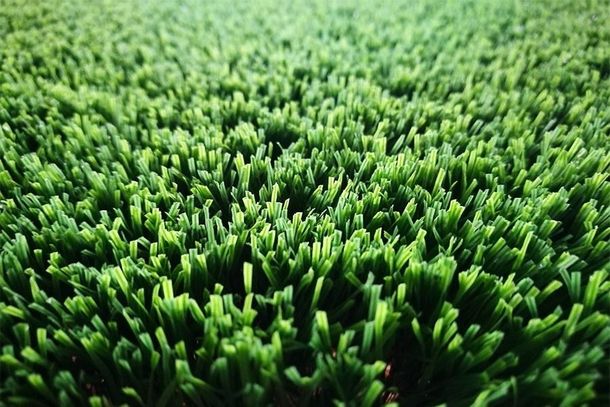 Un primer plano de un campo de hierba verde.