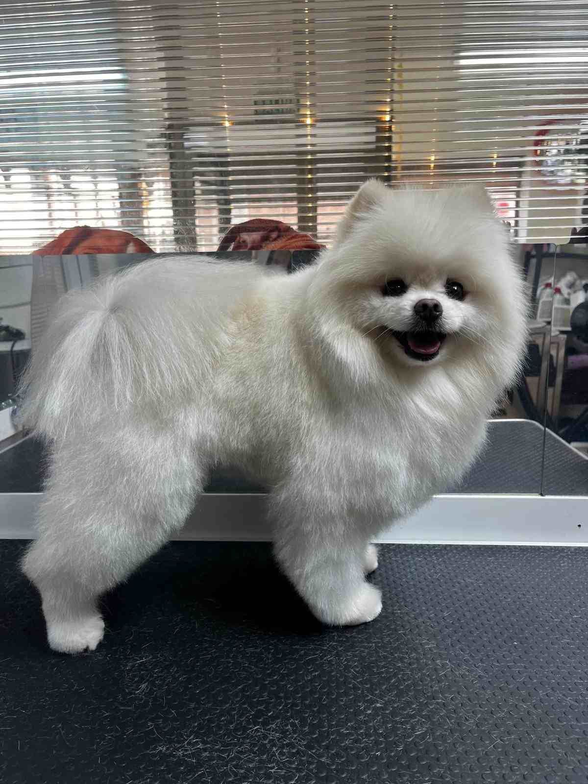 Un perro blanco y peludo está de pie sobre una mesa de peluquería, con la lengua fuera y sonriendo.