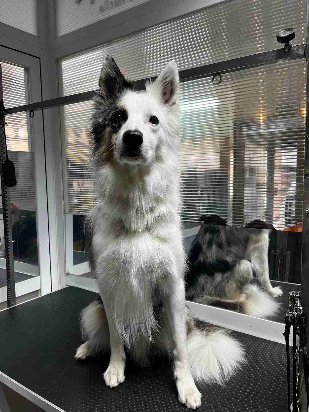 Perro peludo blanco y negro sentado sobre una mesa de peluquería dentro de una peluquería para mascotas, mirando hacia adelante.