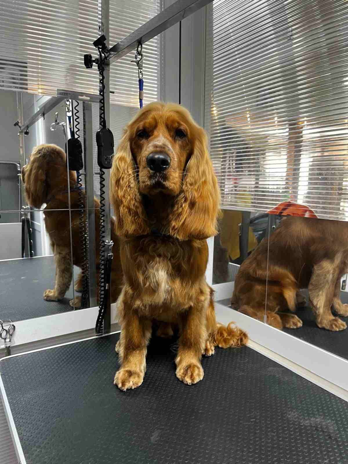 Un perro marrón está sentado en una mesa de peluquería canina, con espejos que reflejan su lomo y su costado.