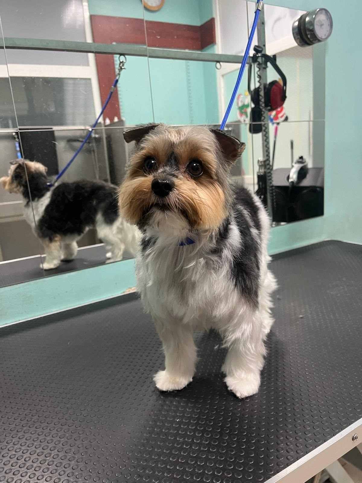 Un perrito pequeño de color negro, blanco y marrón está de pie sobre una mesa de peluquería, con su reflejo en un espejo.