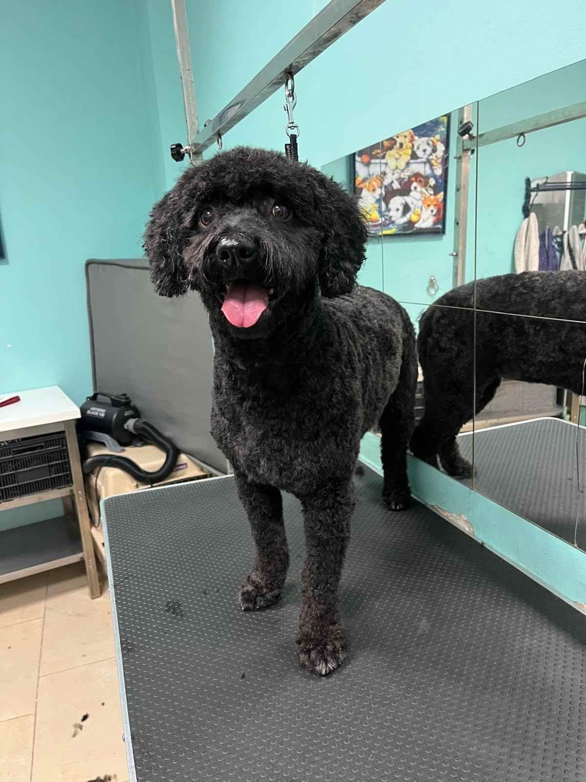 Un perro negro de pelo rizado está de pie sobre una mesa de peluquería, con la lengua fuera, en una peluquería canina con espejo.