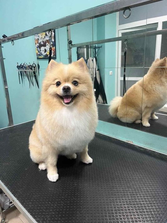 Un pomerania esponjoso de color canela sentado en una mesa de peluquería, jadeando, con su reflejo en el espejo.