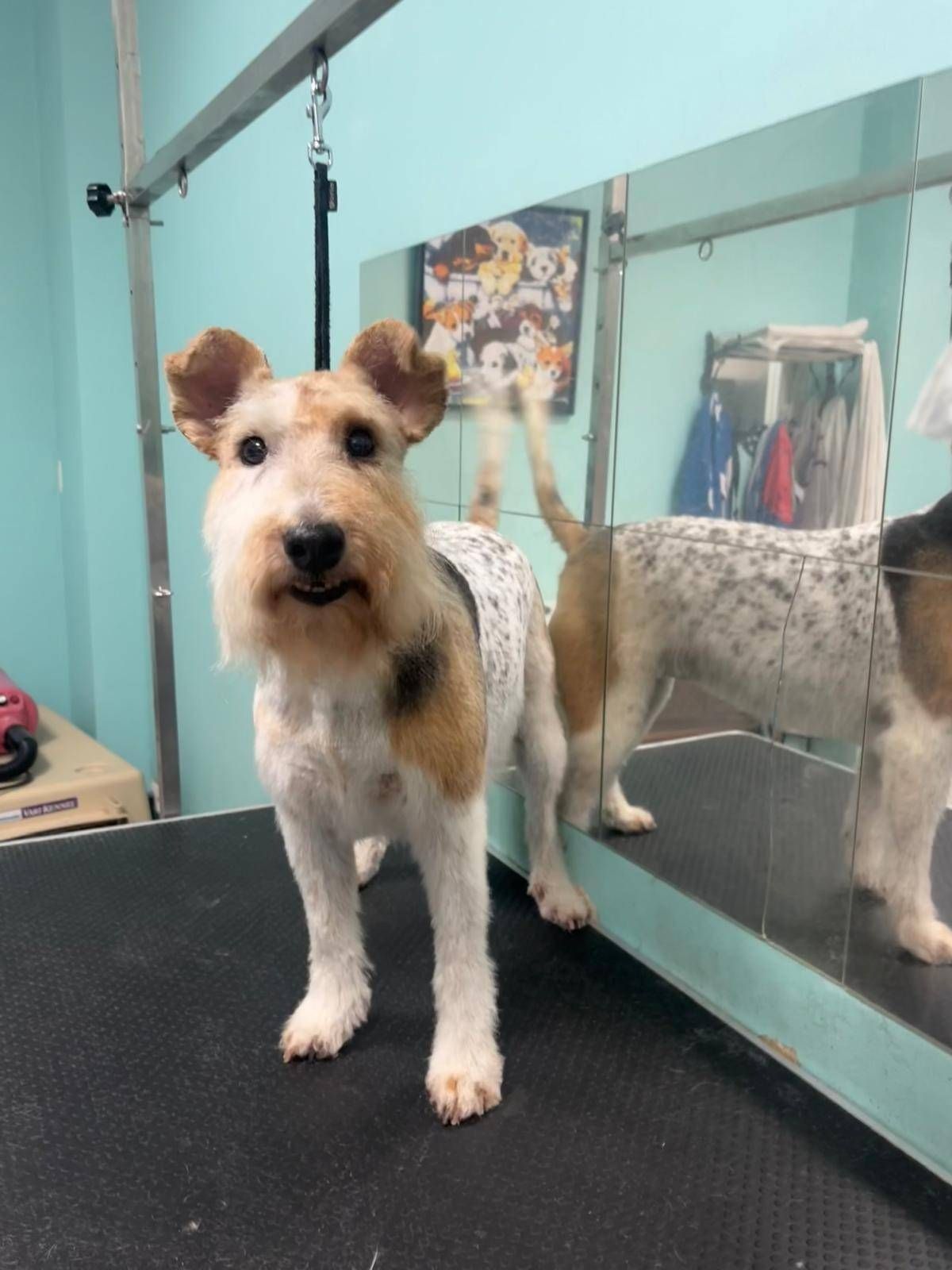 Un pequeño terrier de pie sobre una mesa negra en una peluquería canina, con su reflejo en un panel de cristal.