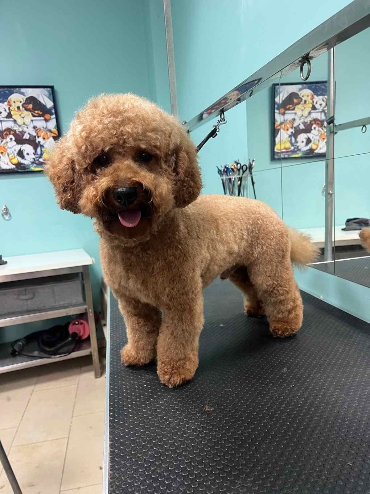 Perro de pelo rizado de pie sobre una mesa de peluquería canina, con la boca abierta y la cola levantada.
