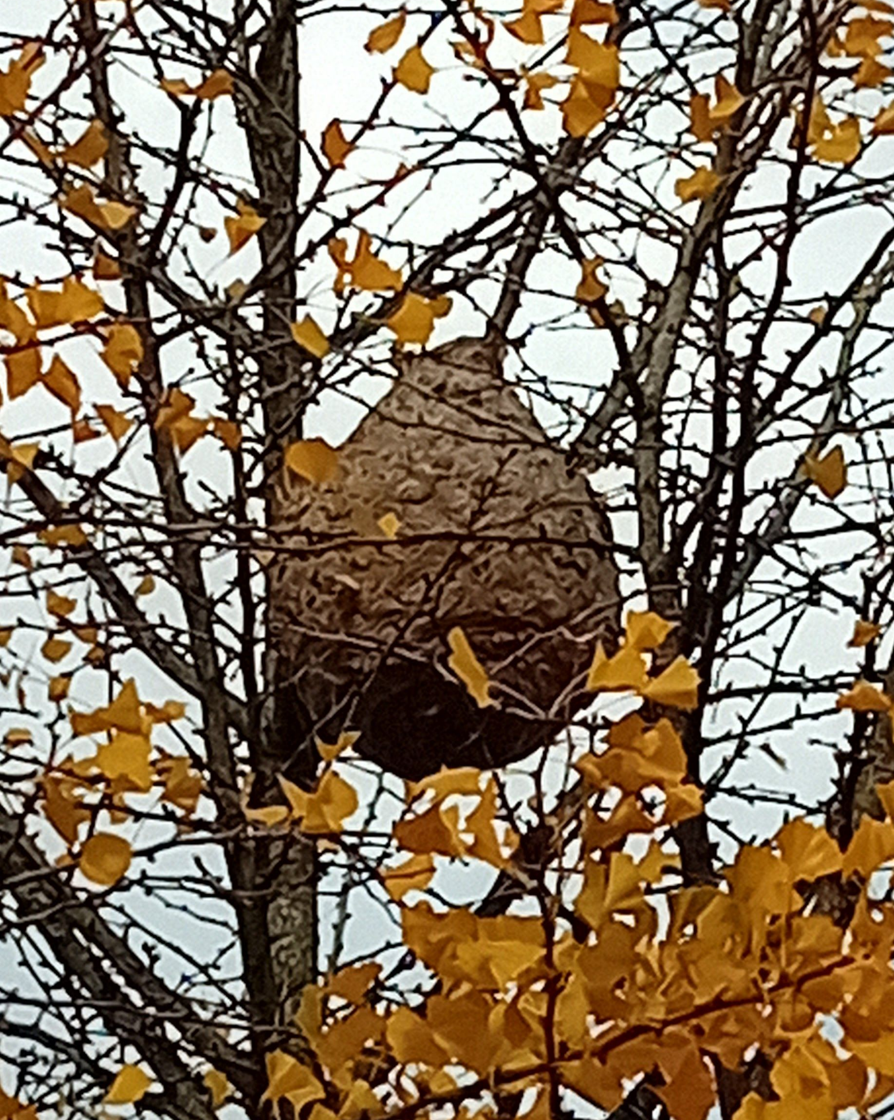 Gros nid de guêpes dans un arbre aux feuilles jaunes.