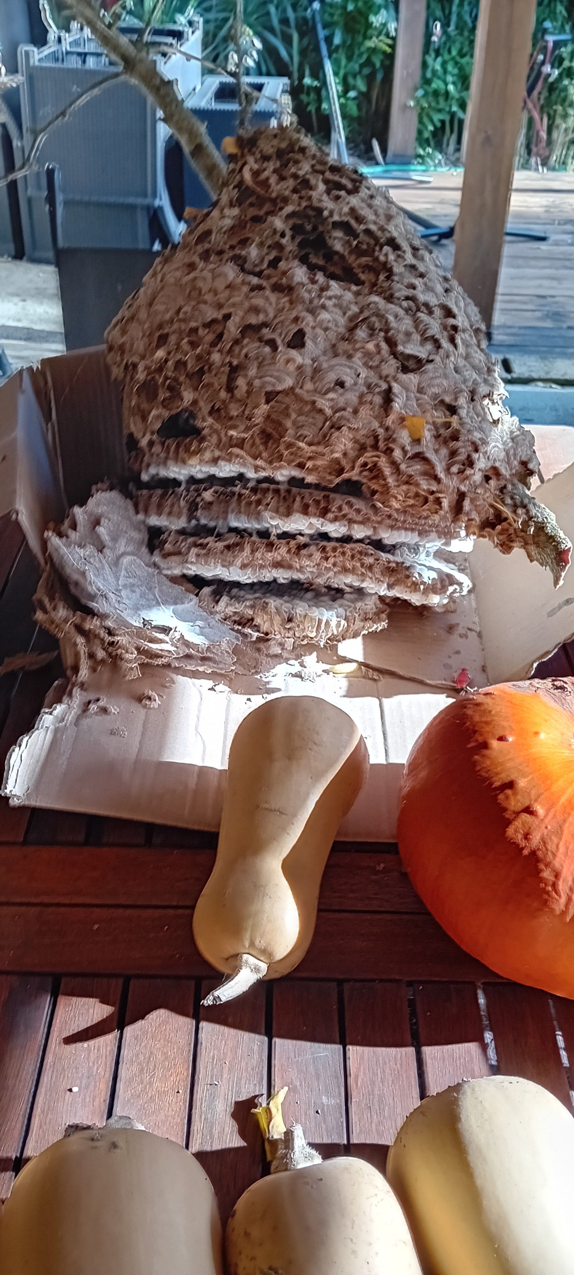 Un nid de guêpes, ouvert en deux, repose sur une surface en bois avec des courges.