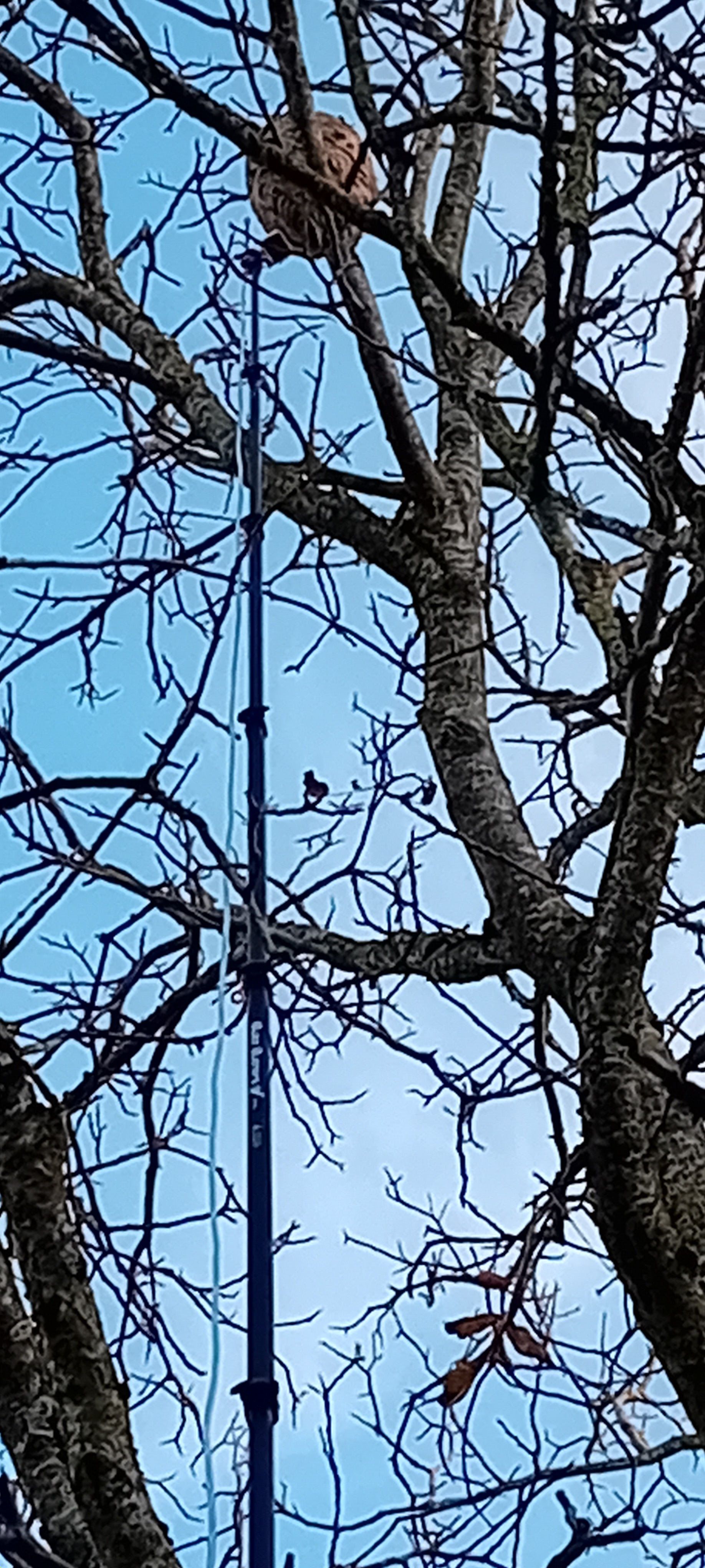 Des branches d'arbre dénudées et un grand poteau s'étendent vers un nid de guêpes, sur fond de ciel bleu éclatant.