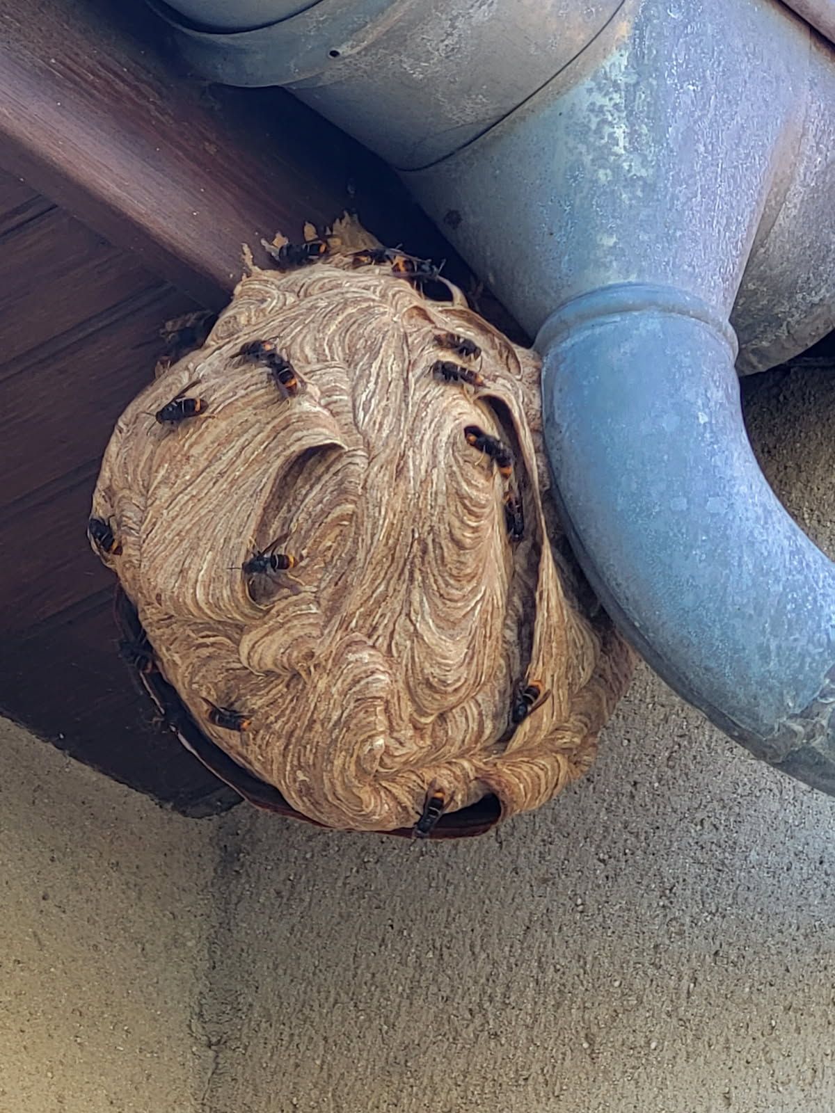 Gros nid de guêpes fixé à un mur, près d'un tuyau métallique. Guêpes visibles, le nid est brun et texturé.
