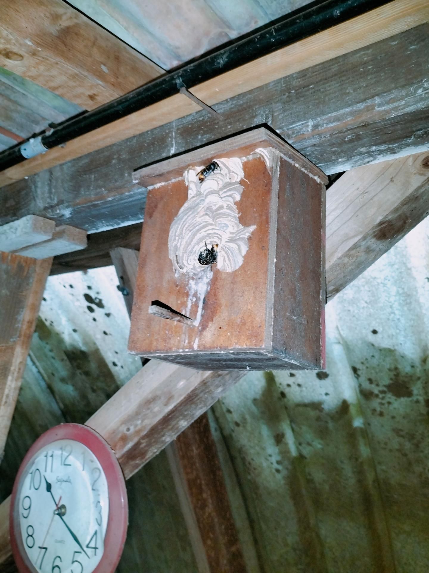 Nichoir avec un nid de guêpes fixé aux chevrons sous un toit incurvé. Une horloge rouge est visible dans un coin.