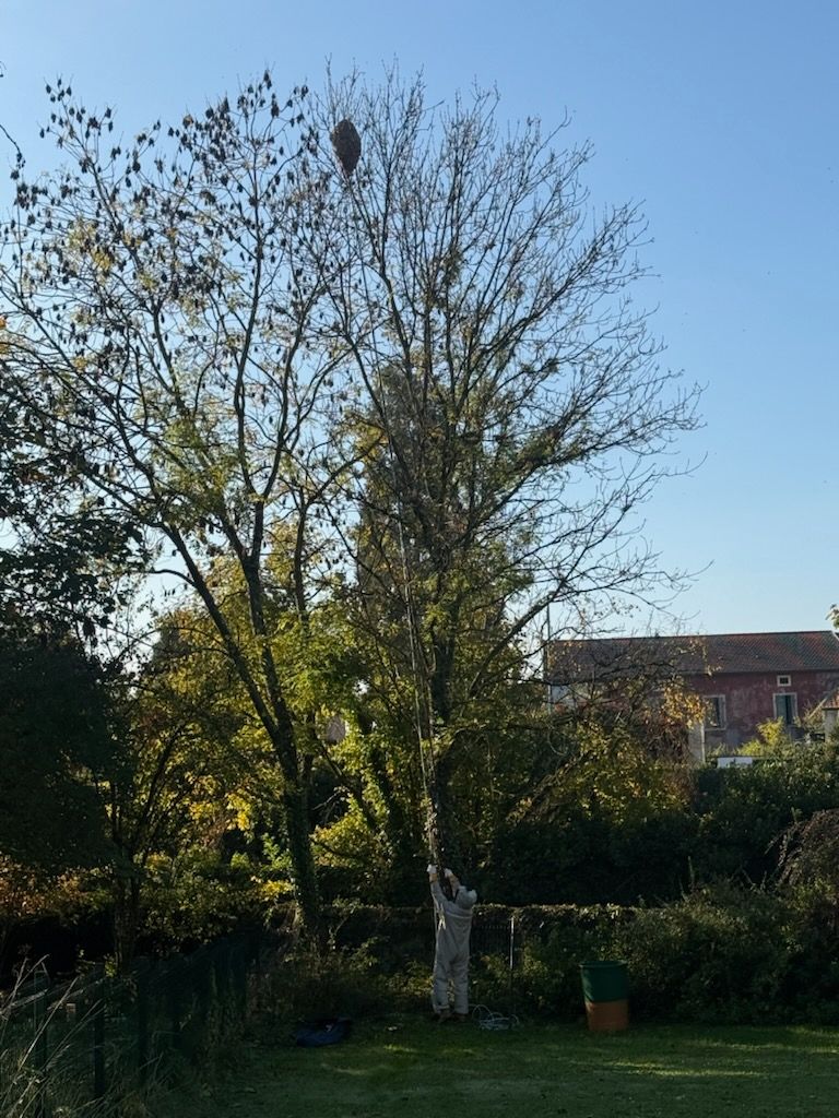 Par une journée ensoleillée, une personne en combinaison de protection observe un nid de guêpes dans un arbre.