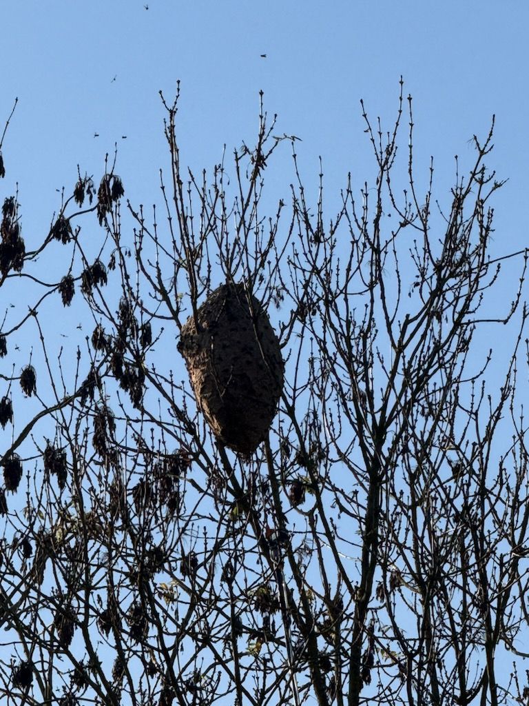 Gros nid de guêpes dans un arbre nu, sur fond de ciel bleu, avec des guêpes qui volent autour.